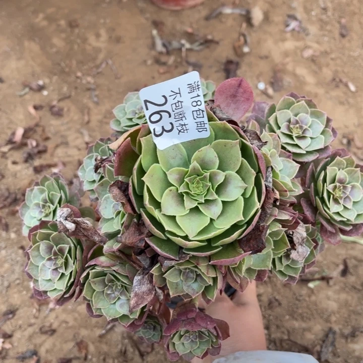 263万圣节小手捧1号棚