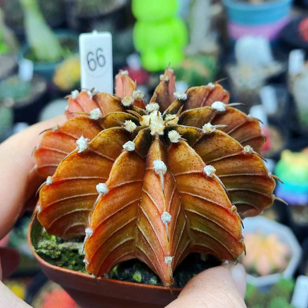 非偏远地区满25包邮仙人球