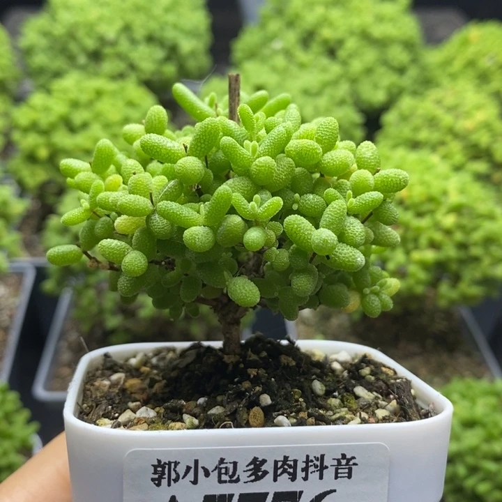 蜜橘糖球7776枝干番杏
