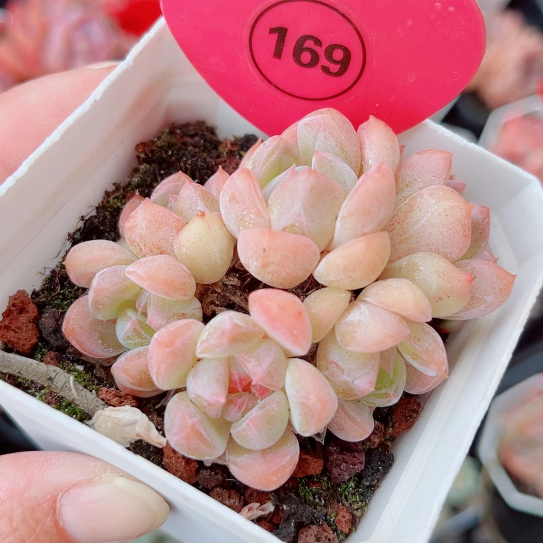 169号小老桩糖心群