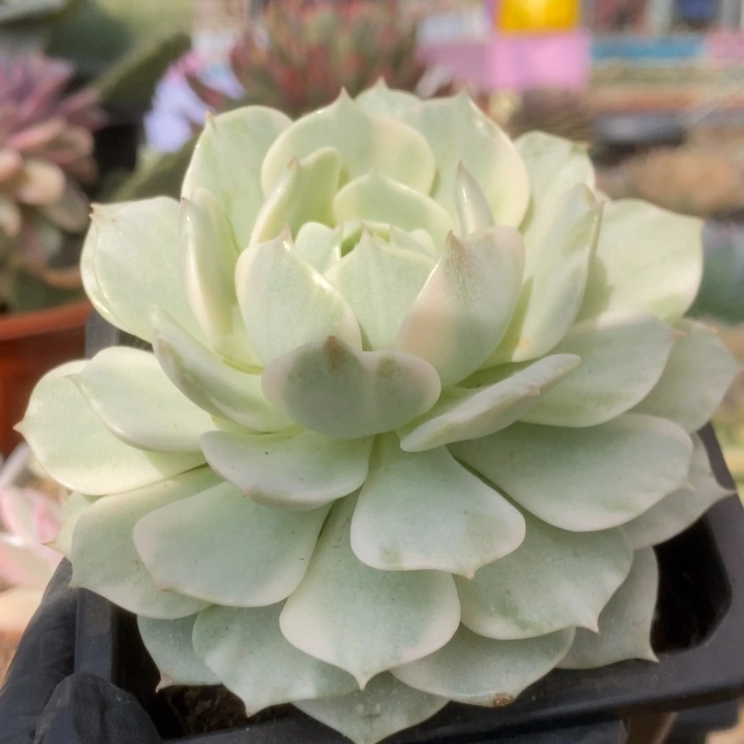 735露娜莲锦锦锦锦锦锦