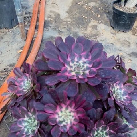 黑金刚多肉植物056