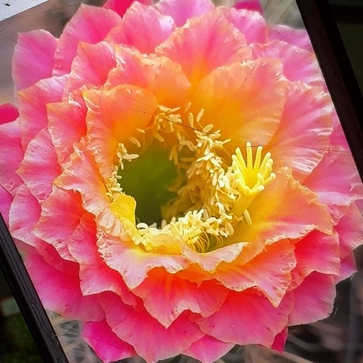 超级大满贯带根6公分以上毛花柱