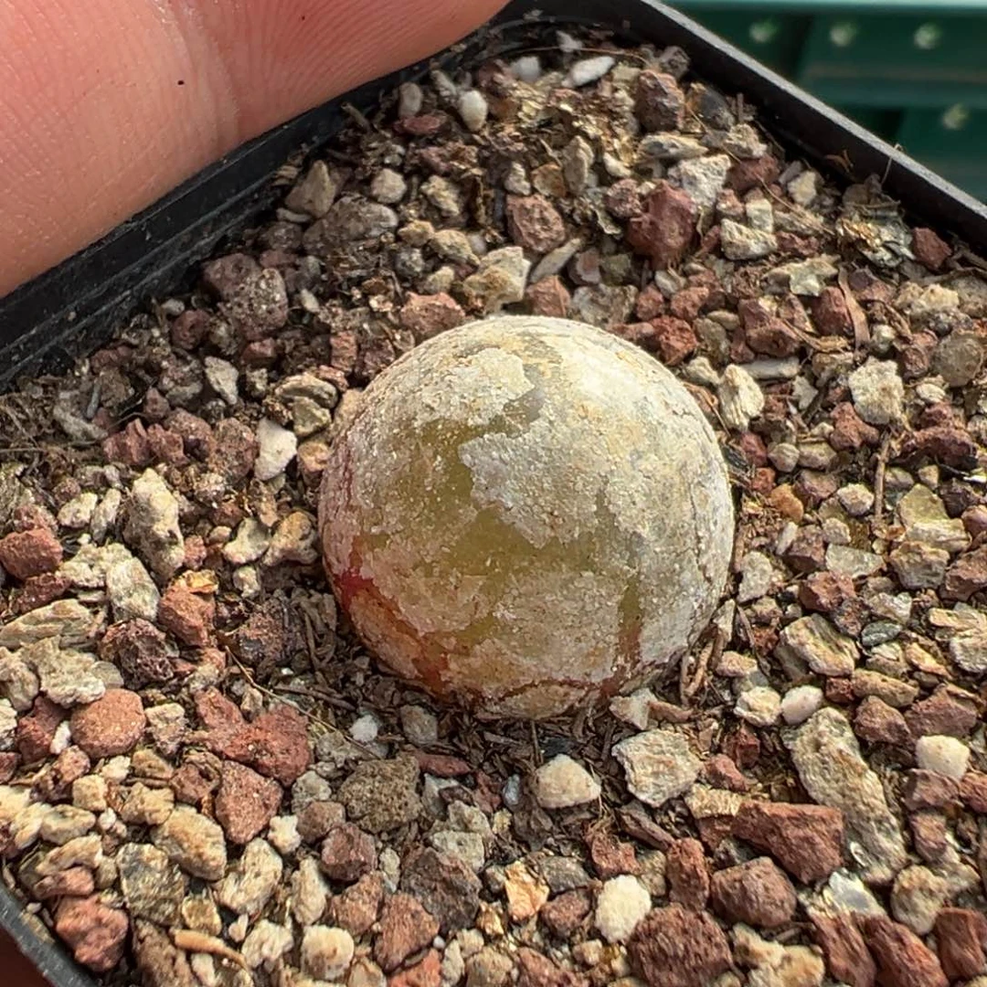 27-55灯泡多肉植物