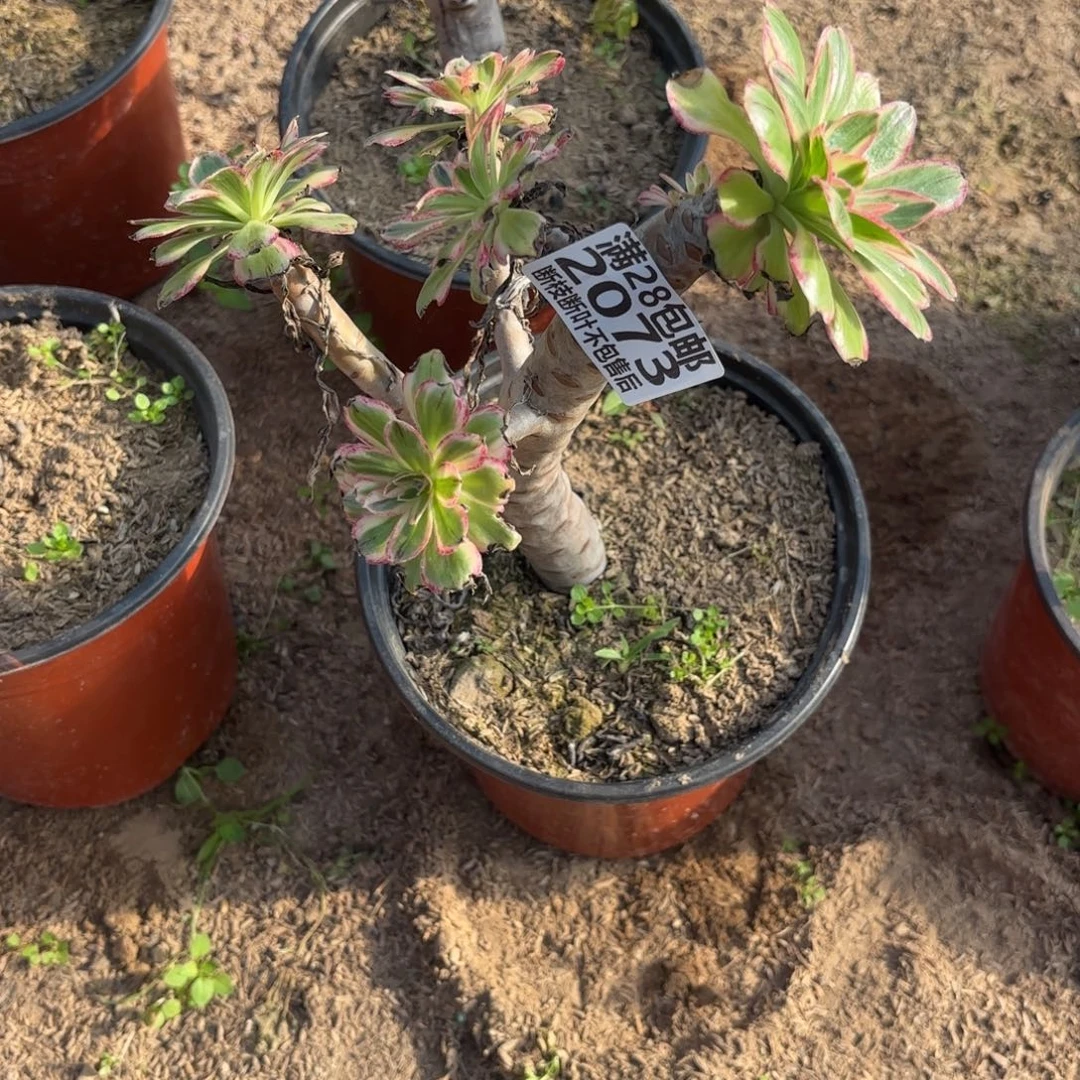 X. 2073微锦锦多肉1，cade