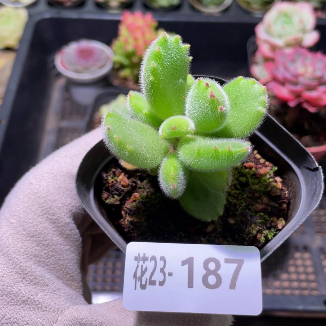 花利美23-187熊童子 不售后