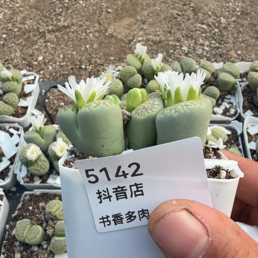 全****多肉。