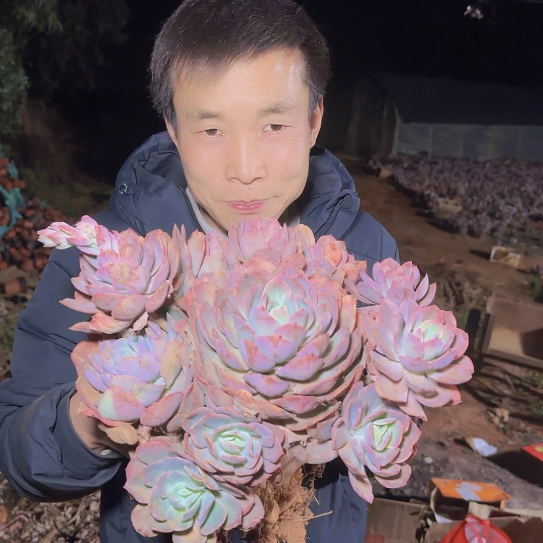 地栽大绮罗多肉1颗