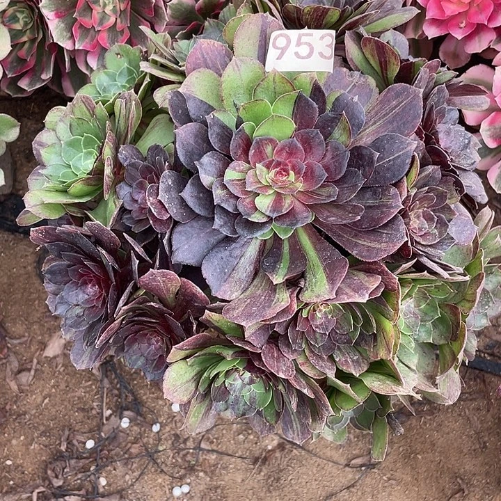 破***蝶953花月夜对肉植物