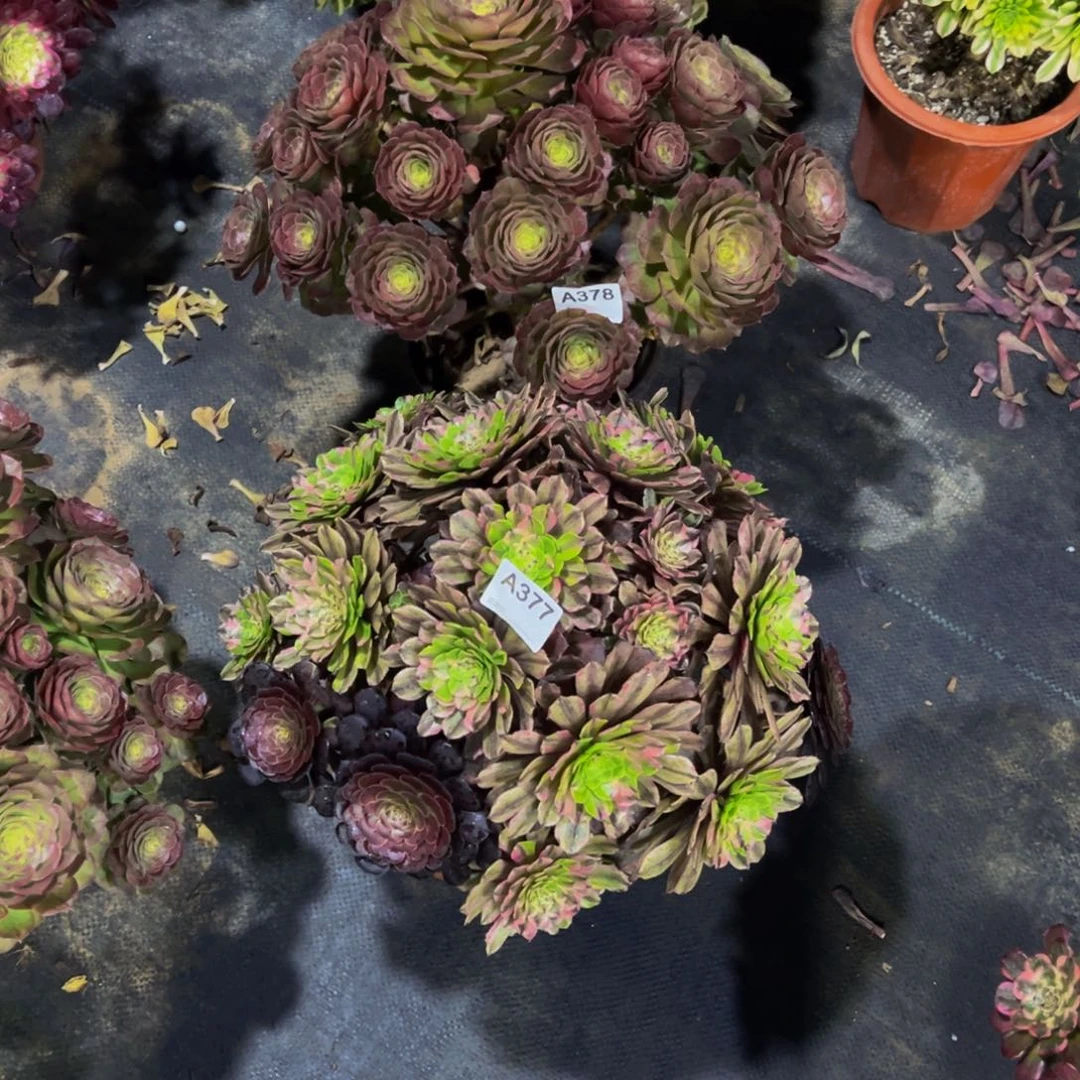 子***啊377.8多肉法师组合，