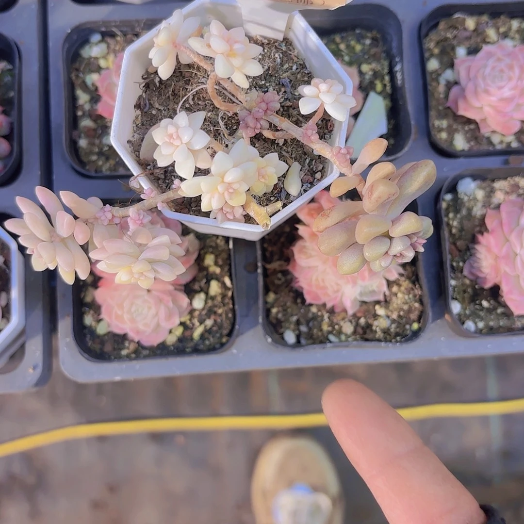 此***色C786姬秋丽锦一物一拍