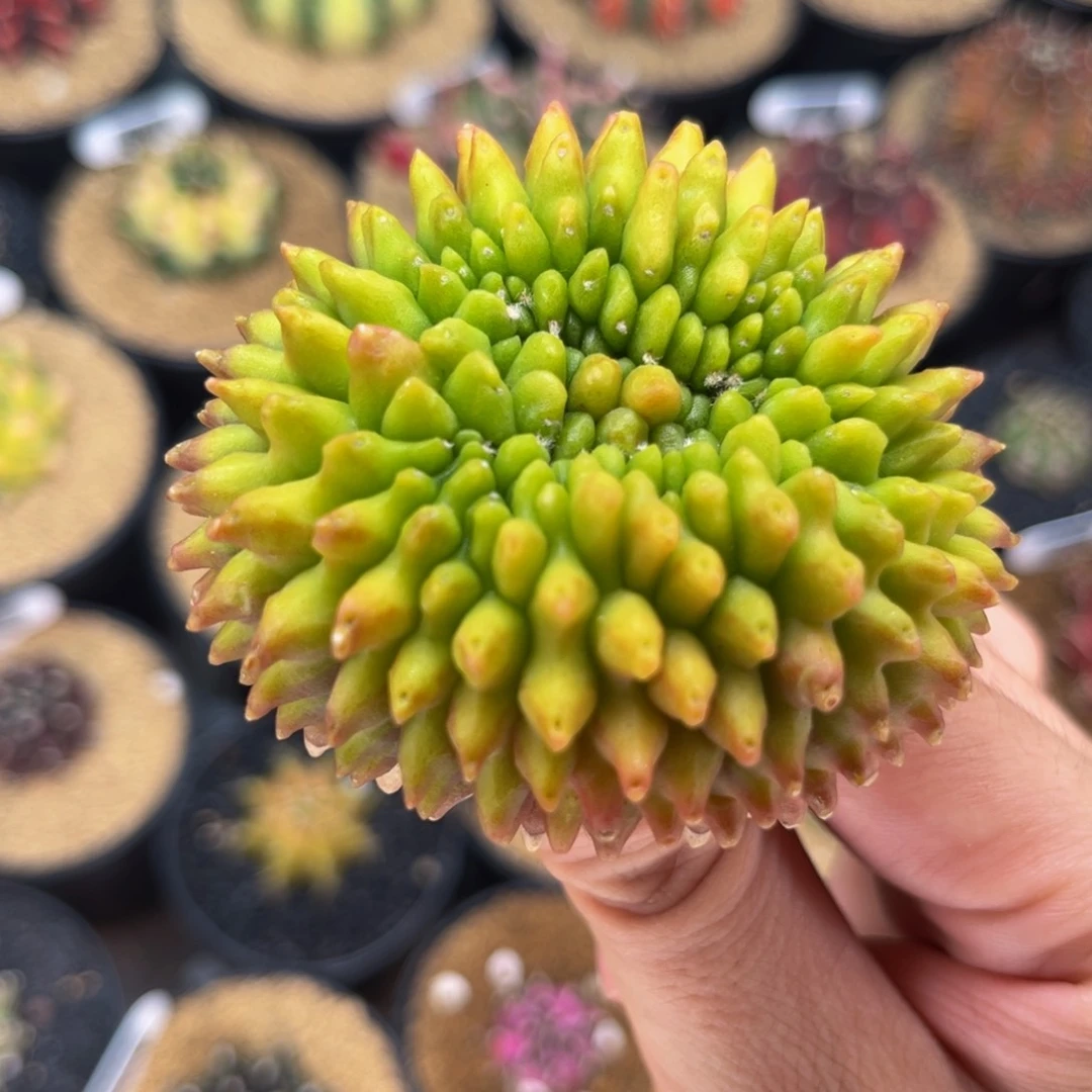 荧光绿榴莲 米哈仙人球