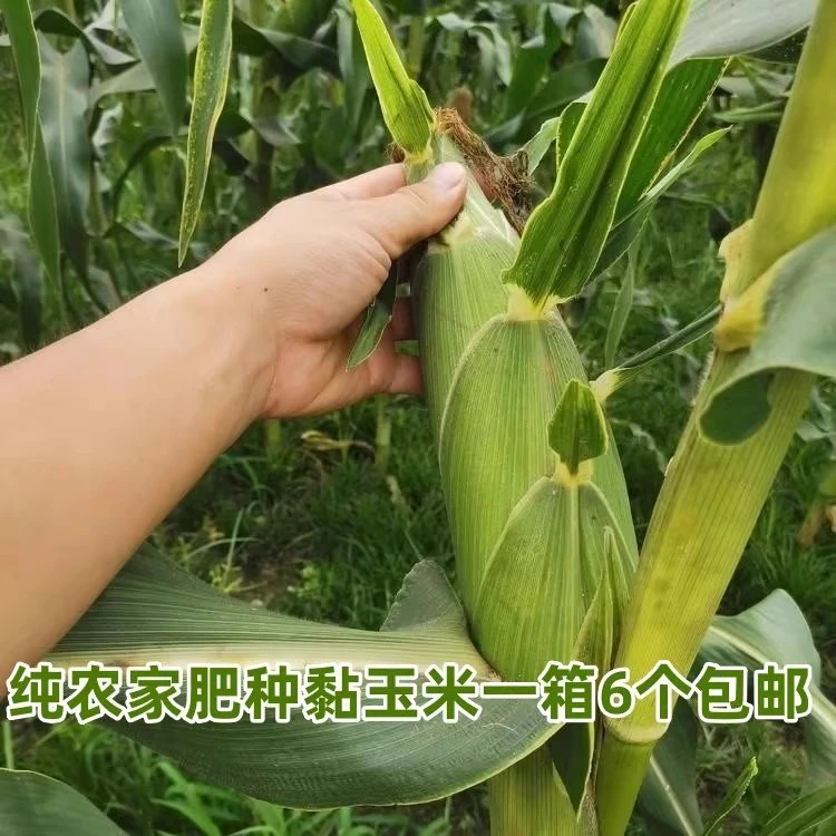 2025年新鲜玉米东北玉米新鲜黏玉米大棒老品种玉米黄玉米糯玉米