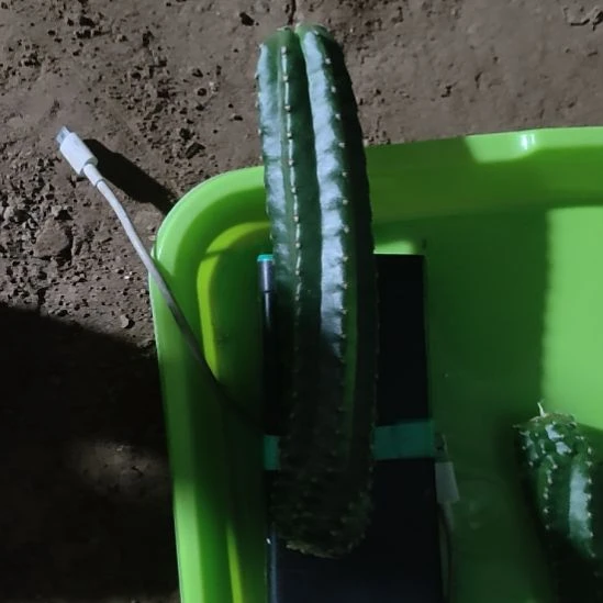 仙人球明虾大侧芽