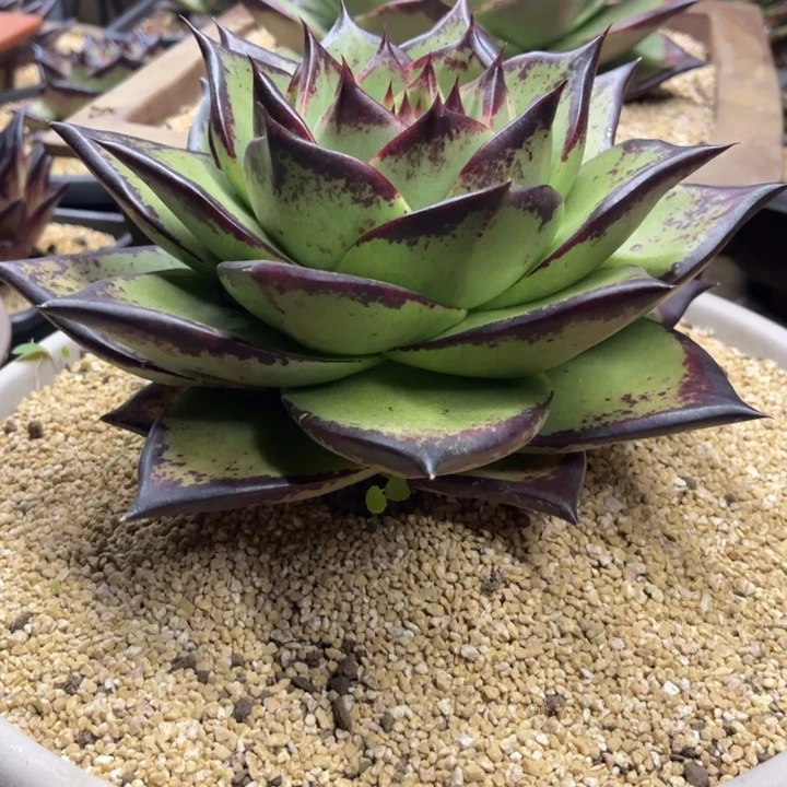 青皮大宽叶1111111