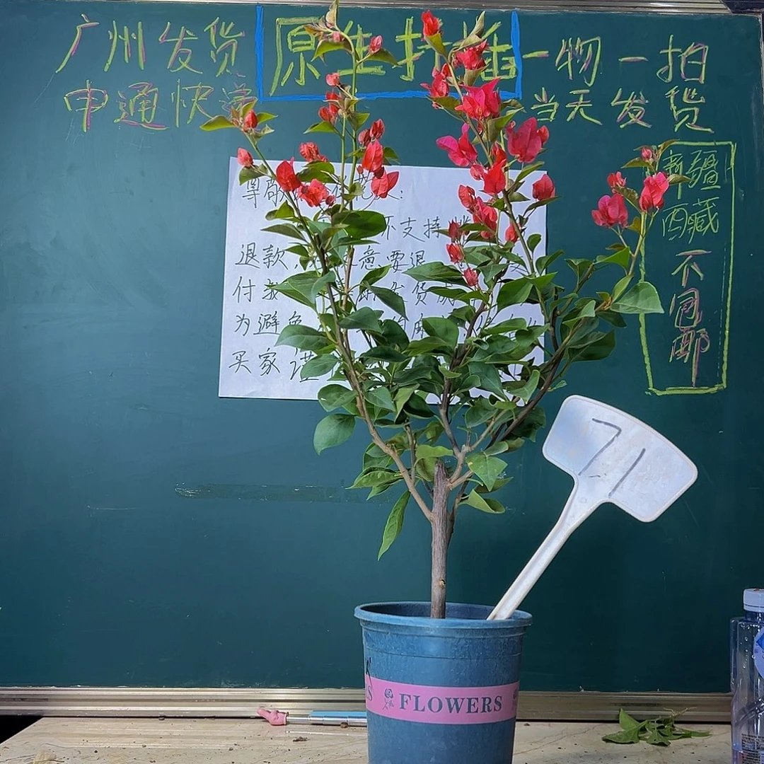 当前无花栽培后可以开花下播 火焰 71