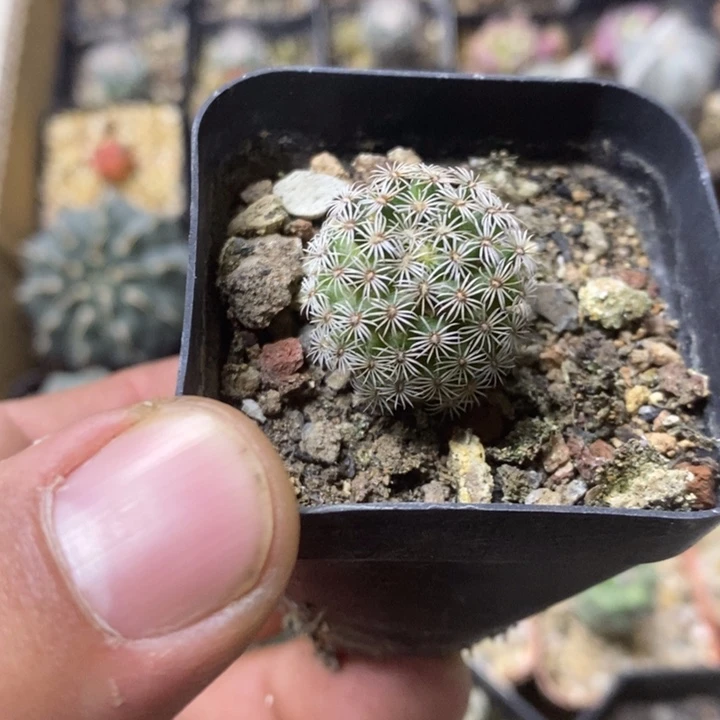 实生克氏丸特价福利