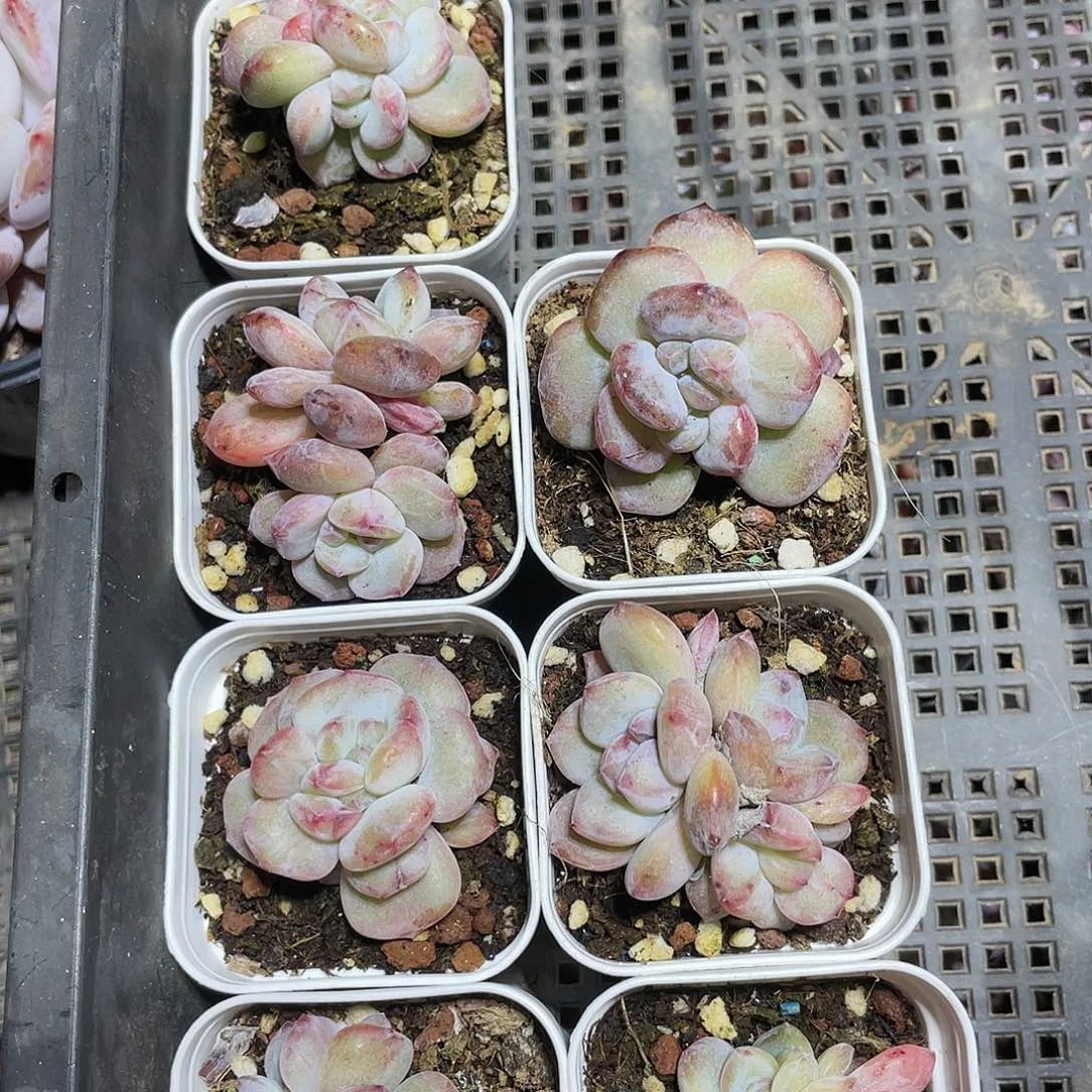 无*心5046646464646949494