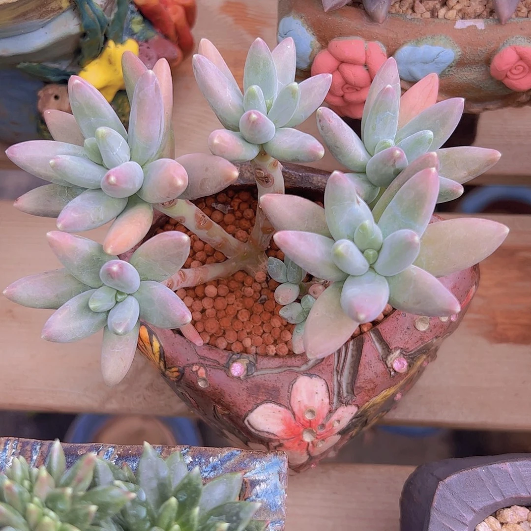 戴蒙得自然群11111