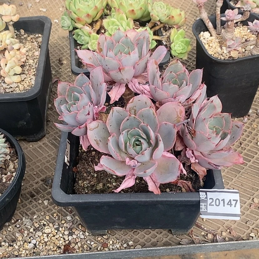 【闪购商品】樱**漫赫拉20147