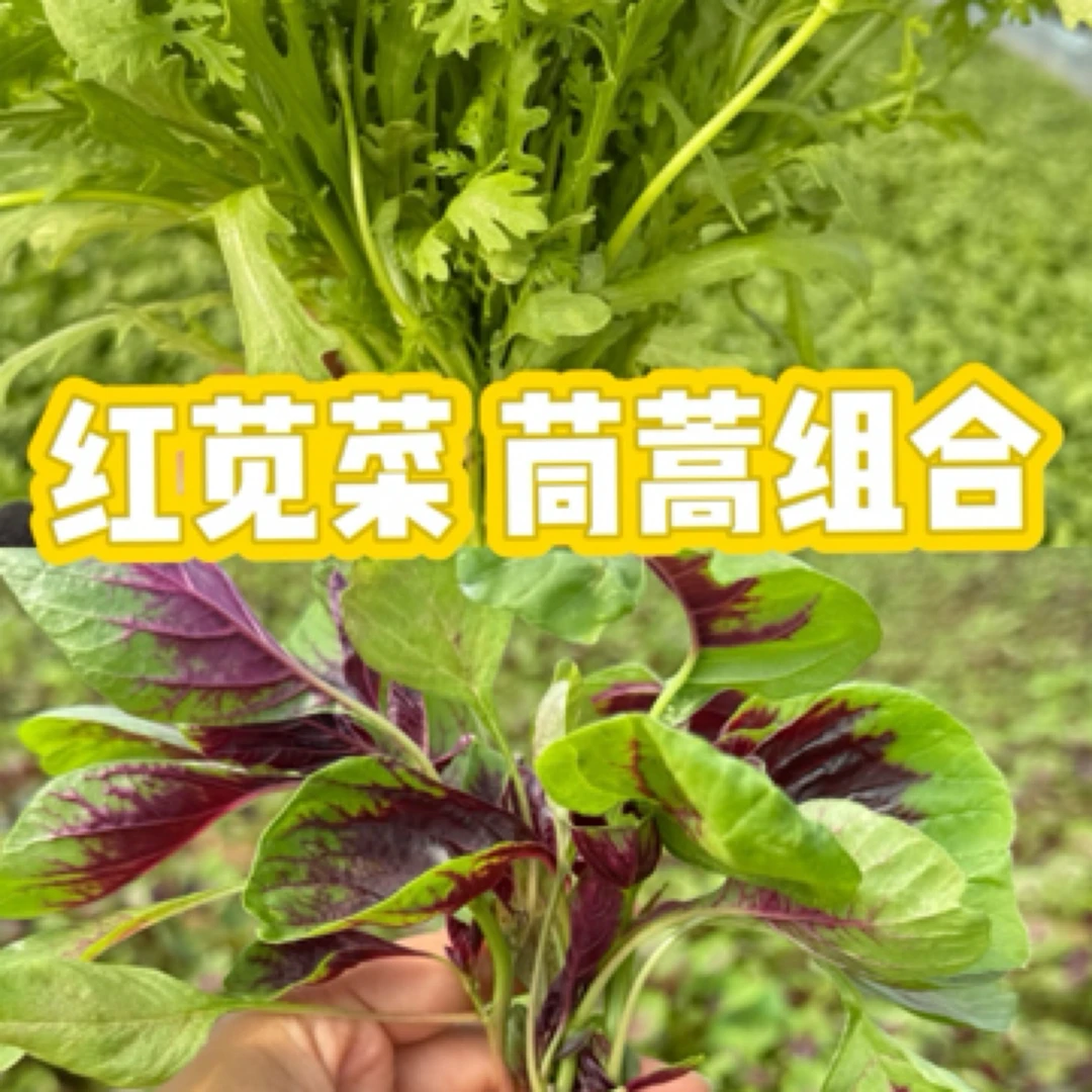 新鲜红苋菜茼蒿组合农家蔬菜现摘现发