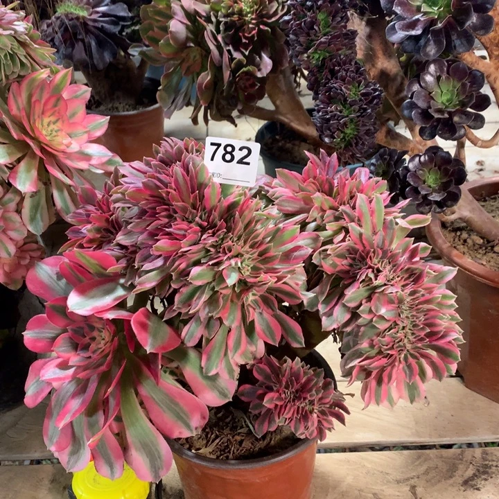 782粉女巫缀多肉法师