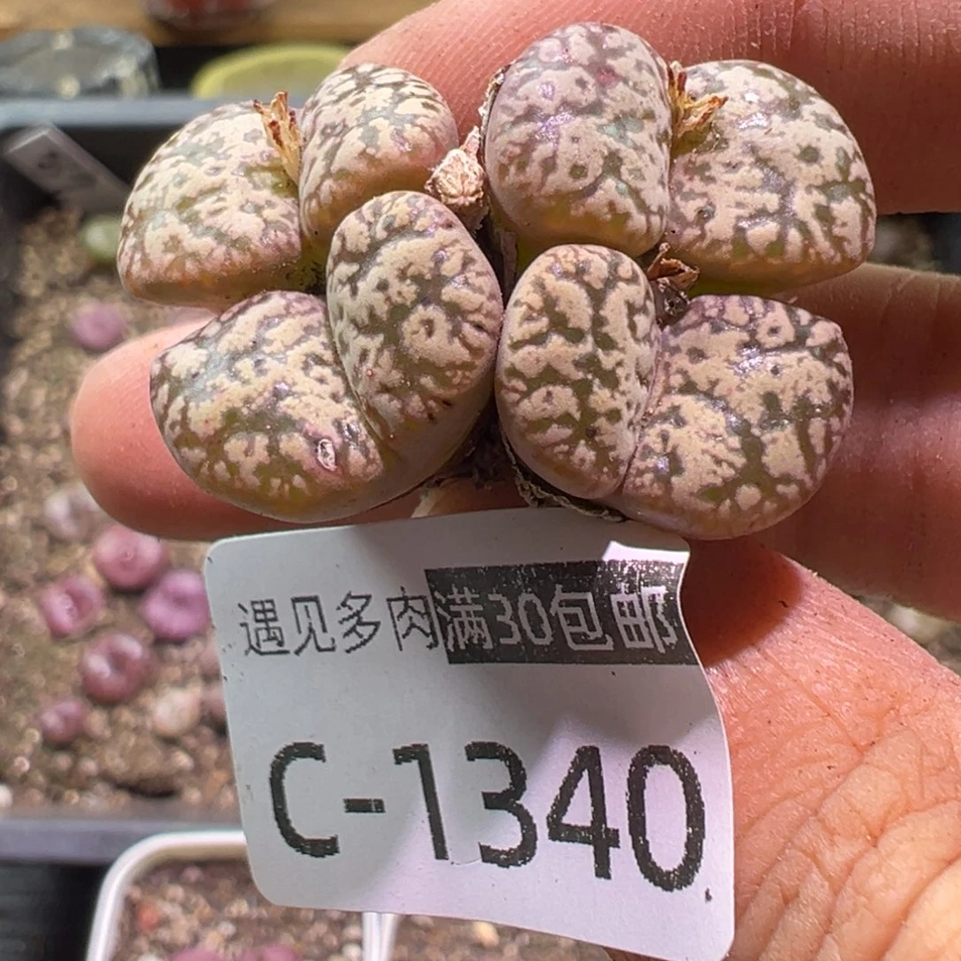 多肉植物11111111111