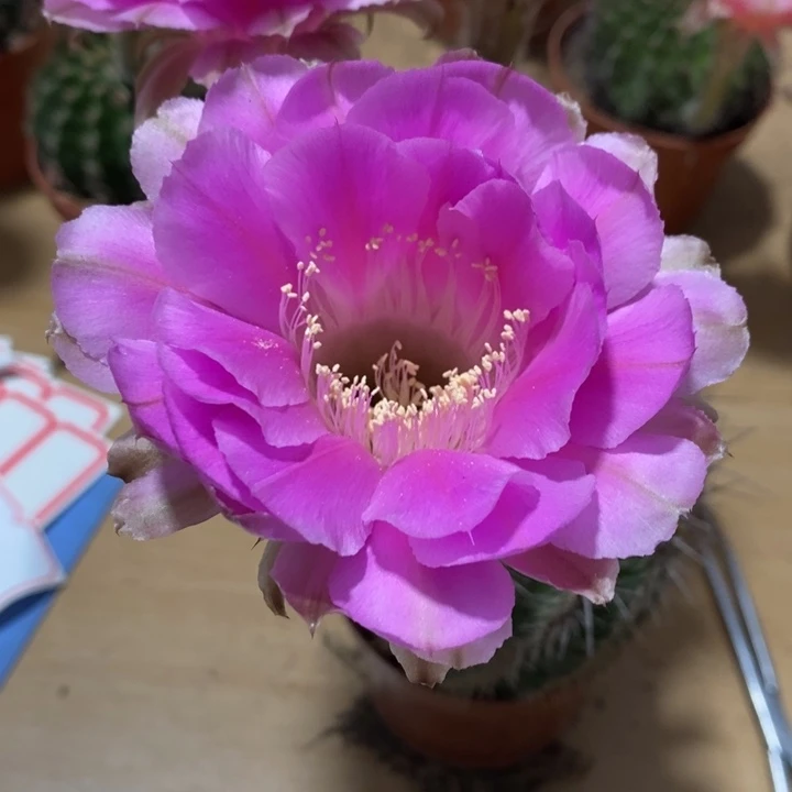 安****馆彩草仙人球系列