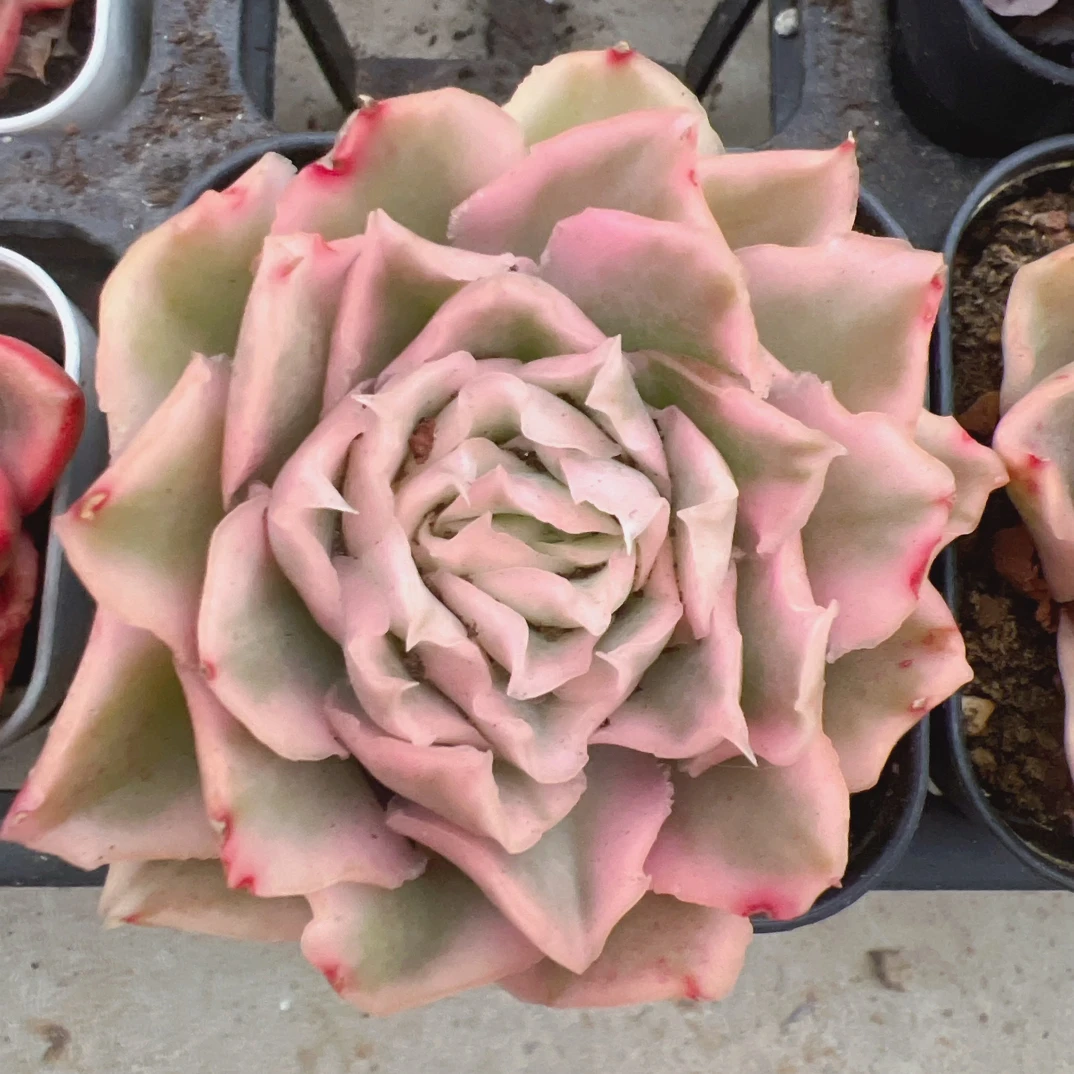 单头紫蝴蝶锦-脱土