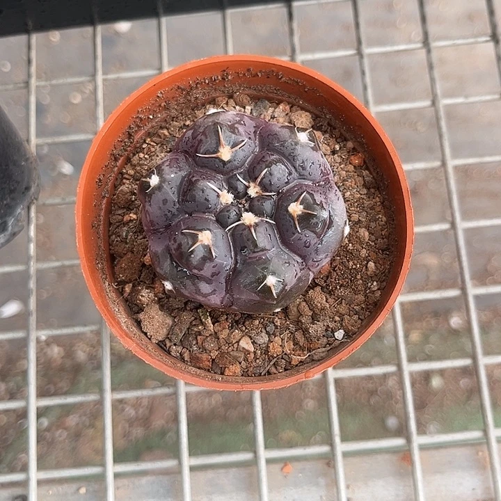 当前无花朵,栽培后可花朵森*