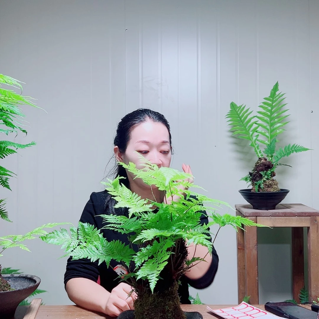 无花朵璟*金丝虹鳞蕨