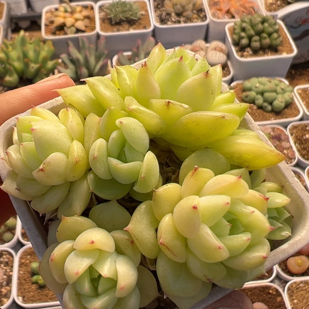 39多肉植物百科植物