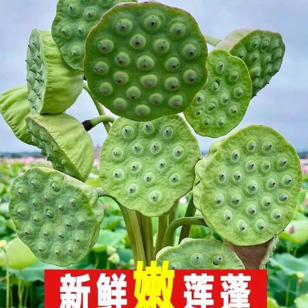 新鲜莲蓬脆甜户外3斤18-22个左右新鲜现摘即食包邮中通