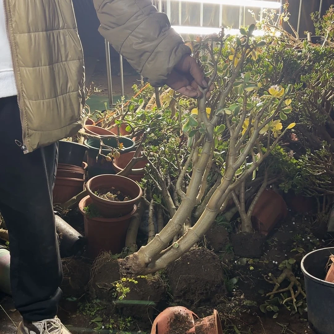 四***哥7238白锦花月裸根发货