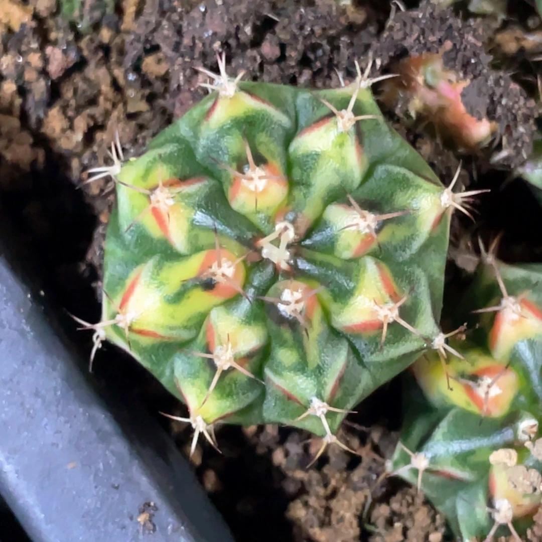 当前无花朵，栽培后可花朵虎斑红唇