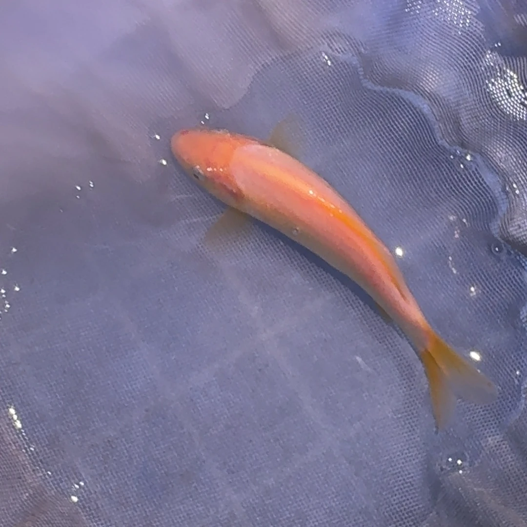 海水鱼精品锦鲤大放漏