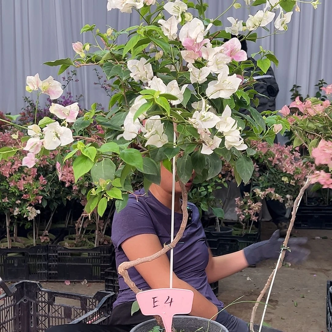 ****宝大部分花苞少量开放E4广红樱