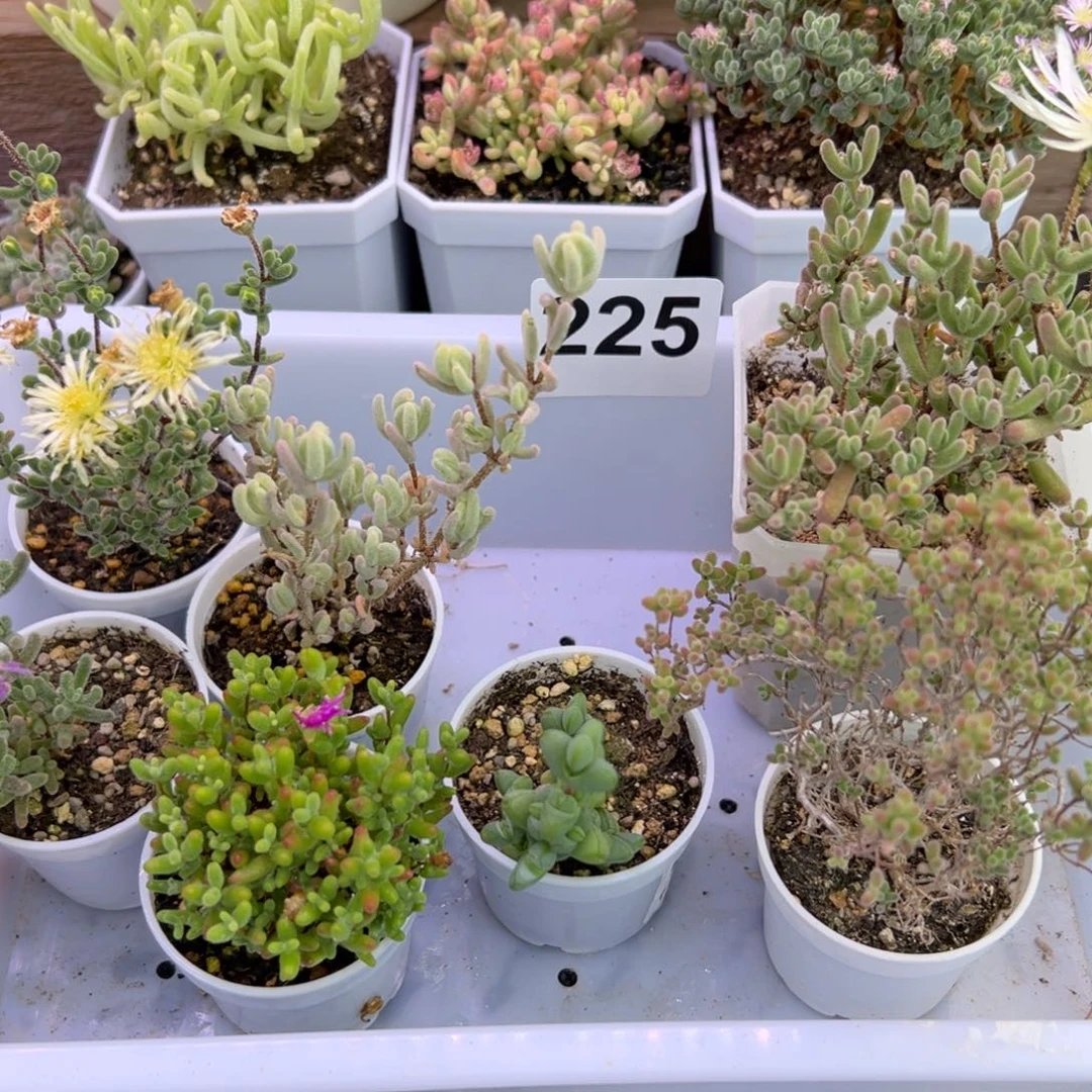 多肉植物枝干7颗