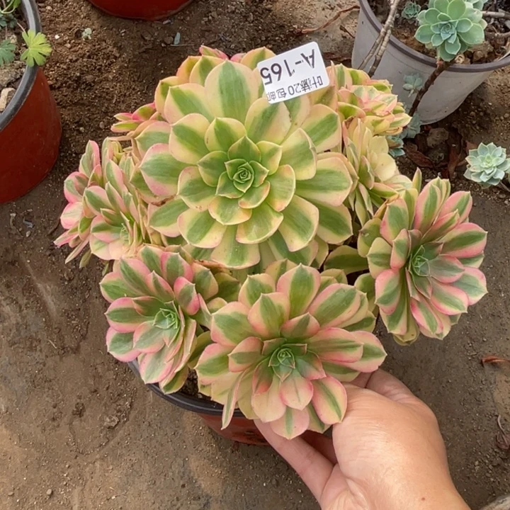 165雨荷多肉123456789