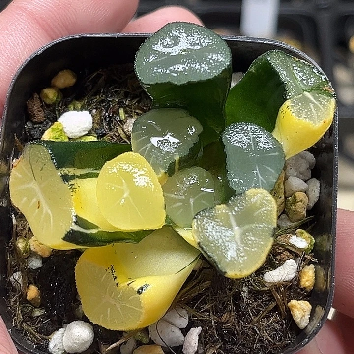 146大窗玉龙万象锦