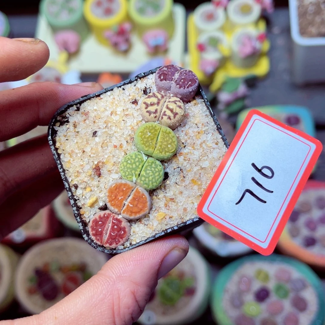 716生石花带盆发