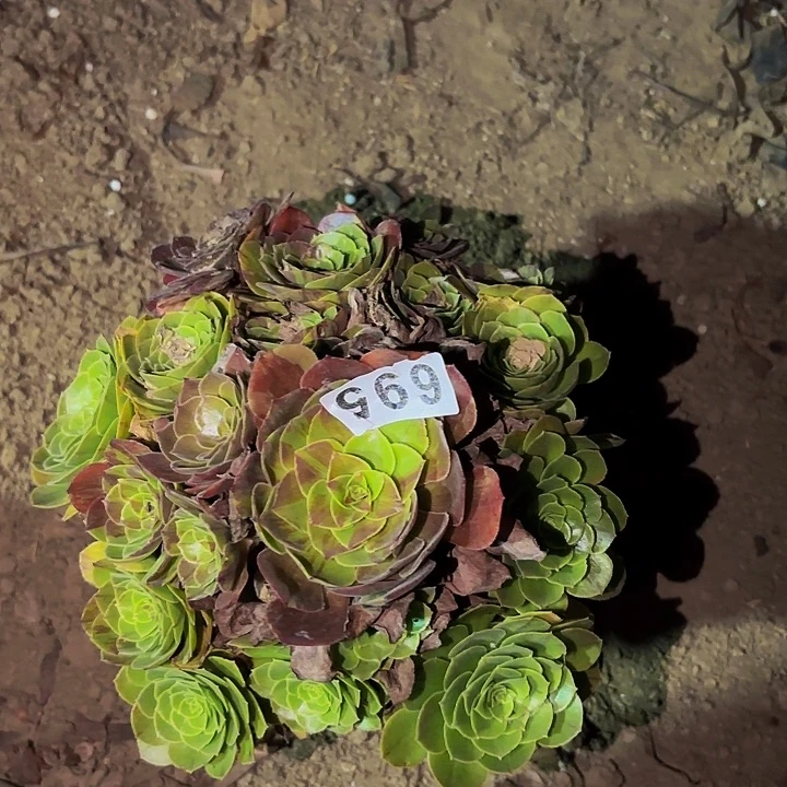 695花月夜多肉植物