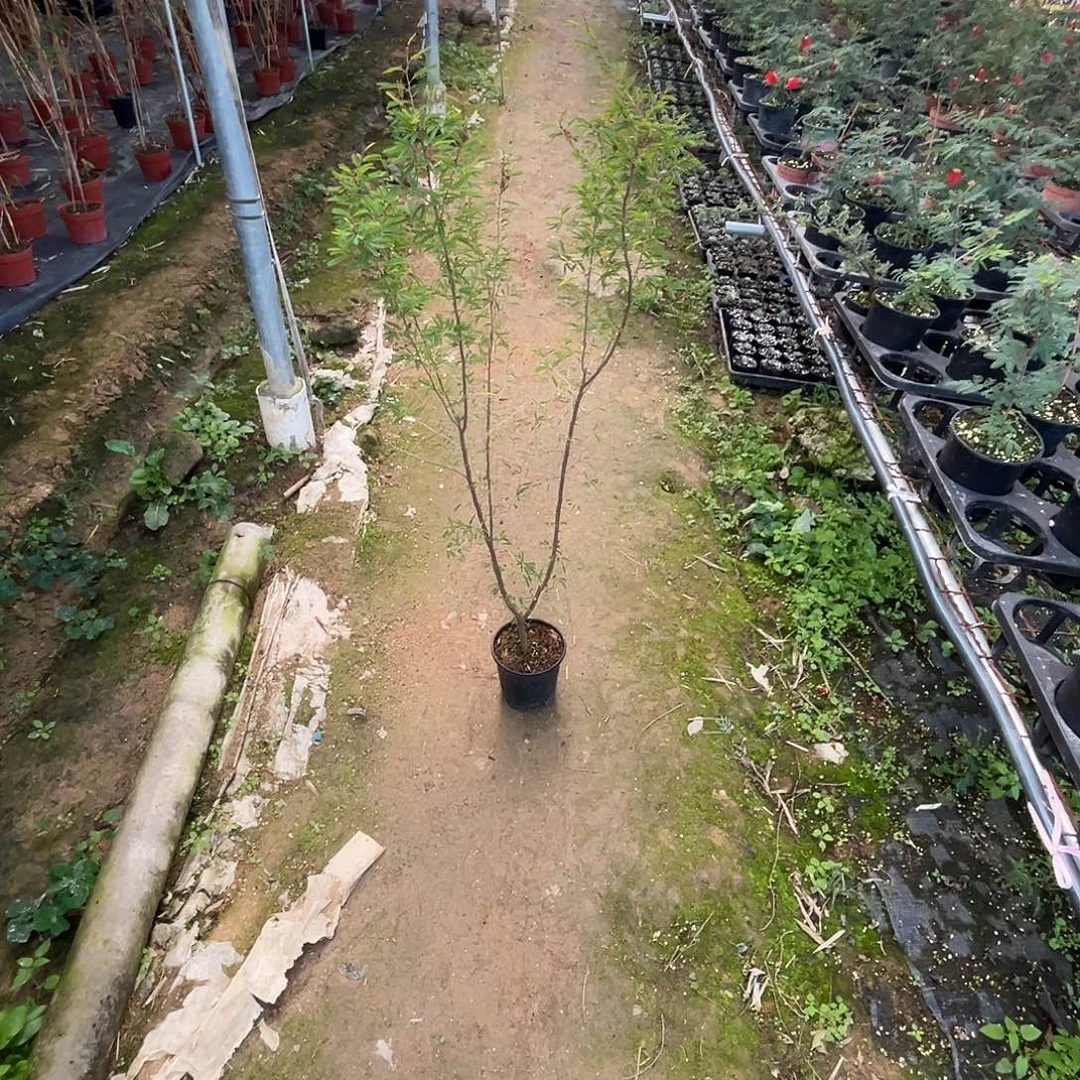 *****当前无花栽培后可以开花