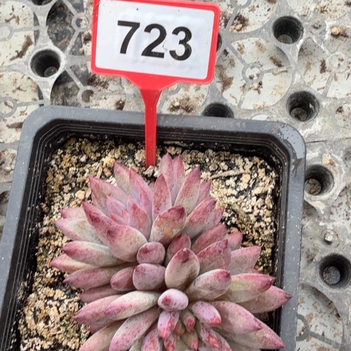 虞美人一物一拍723