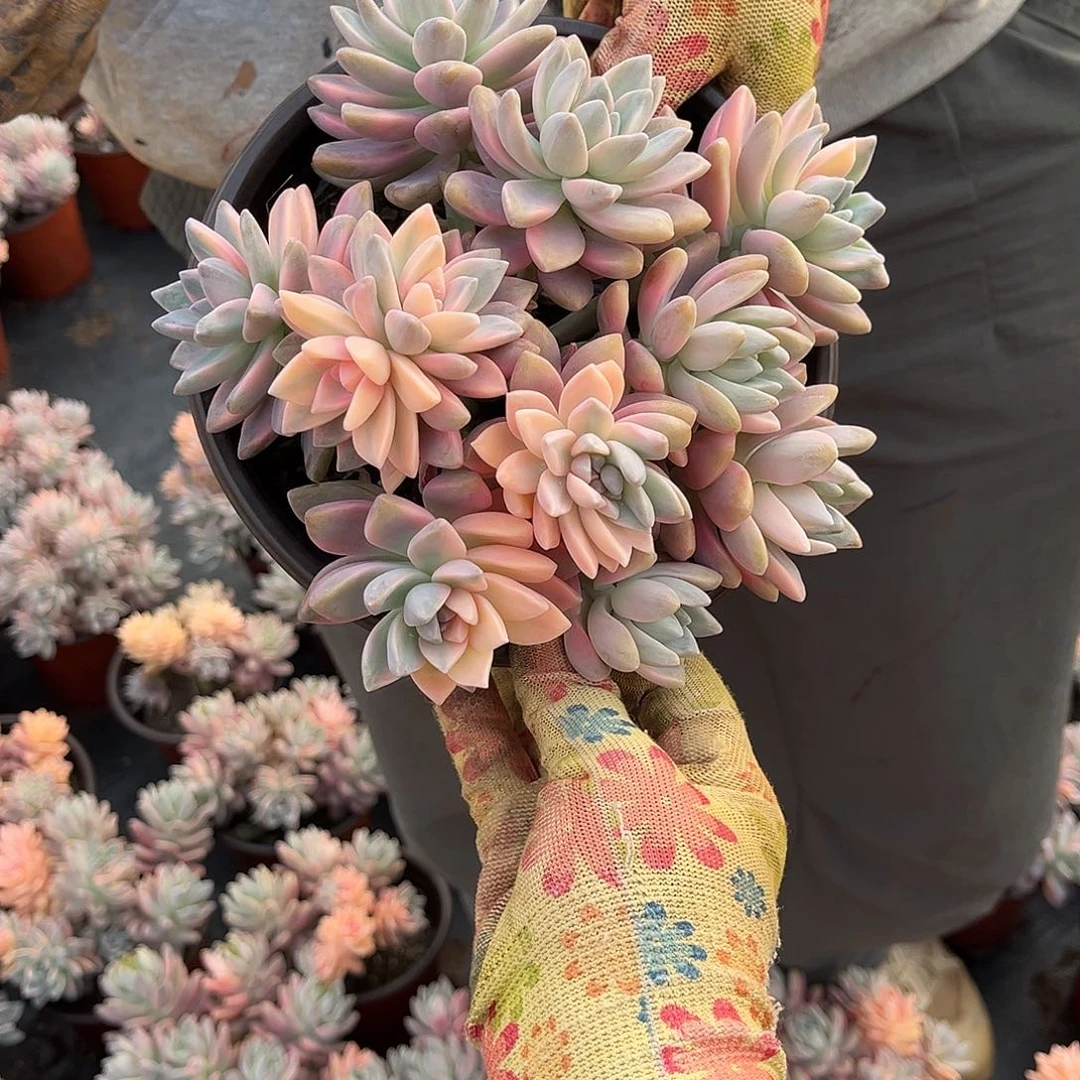 ꧁***꧂多肉植物淡雪景D37