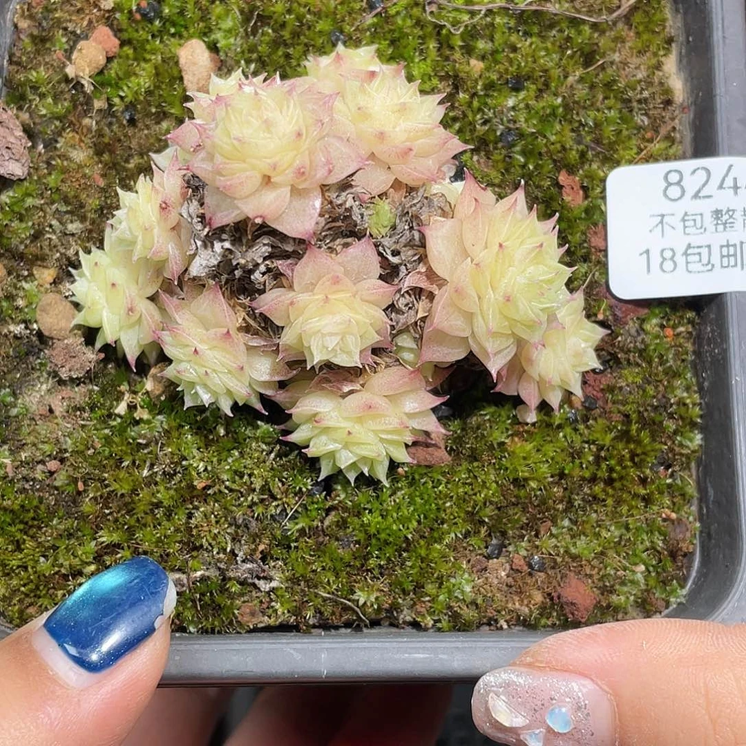 8244。  麦秆。  不包整