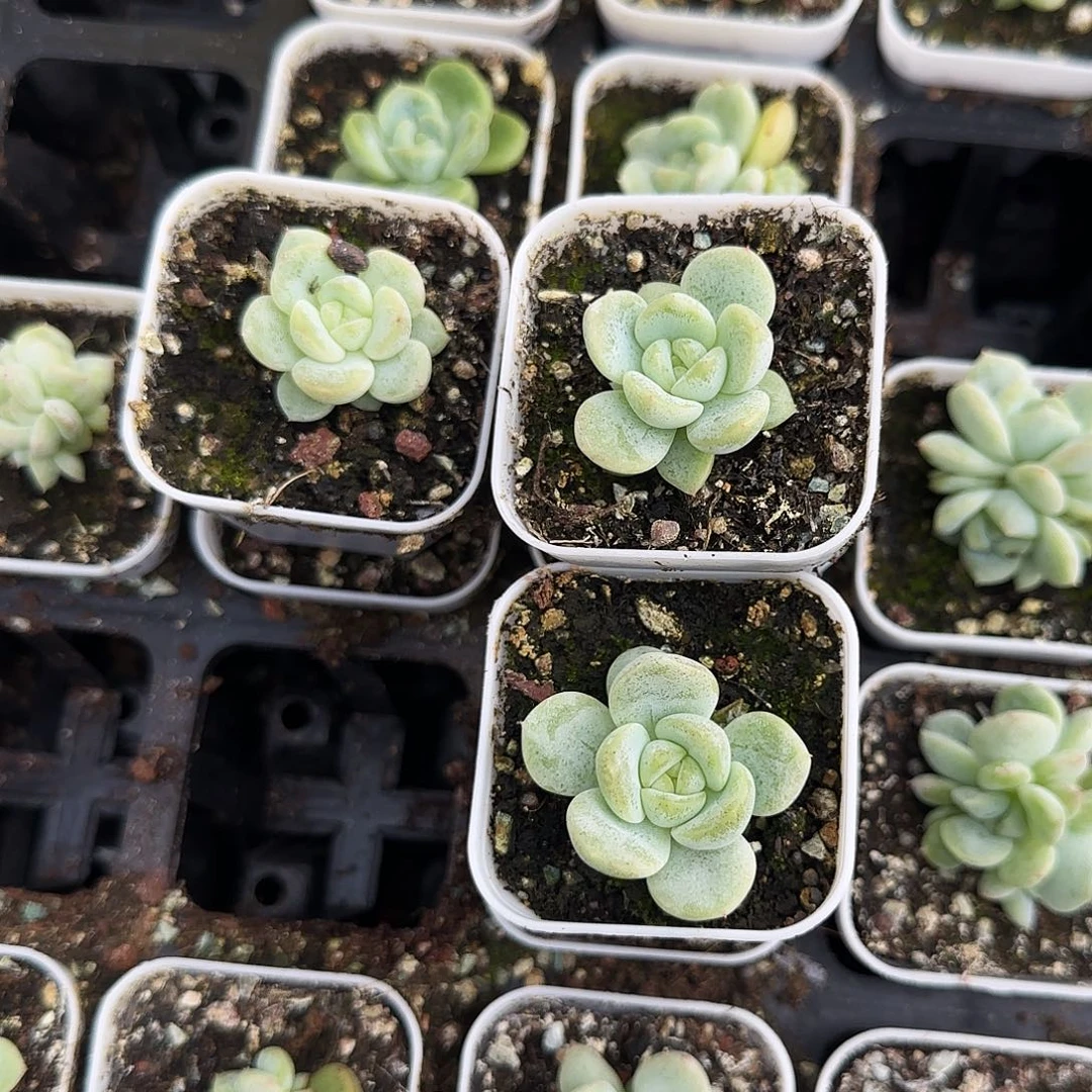 T3000 甜心盆5 cm外棚左一个满25包邮