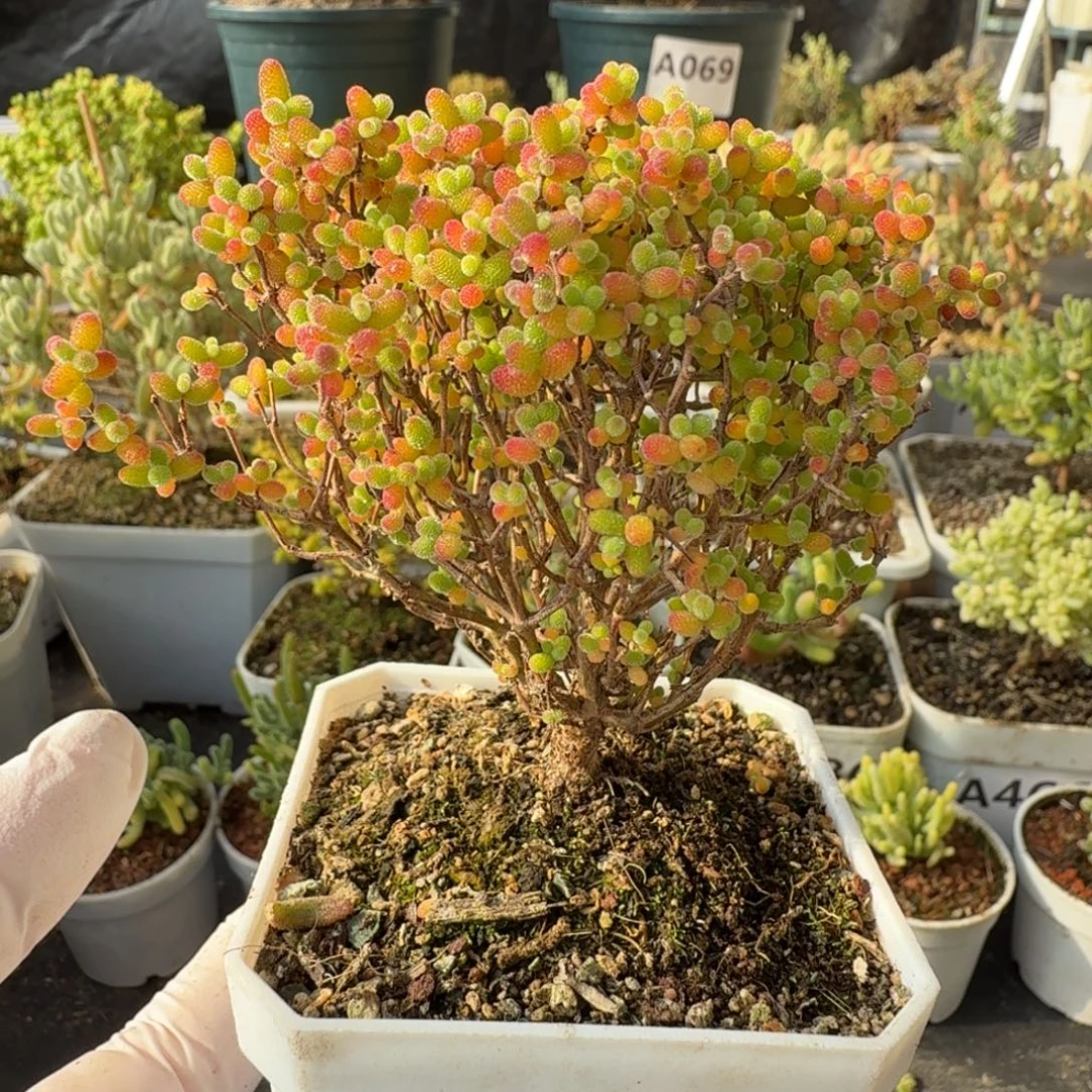 A449精控蜜橘糖球枝干