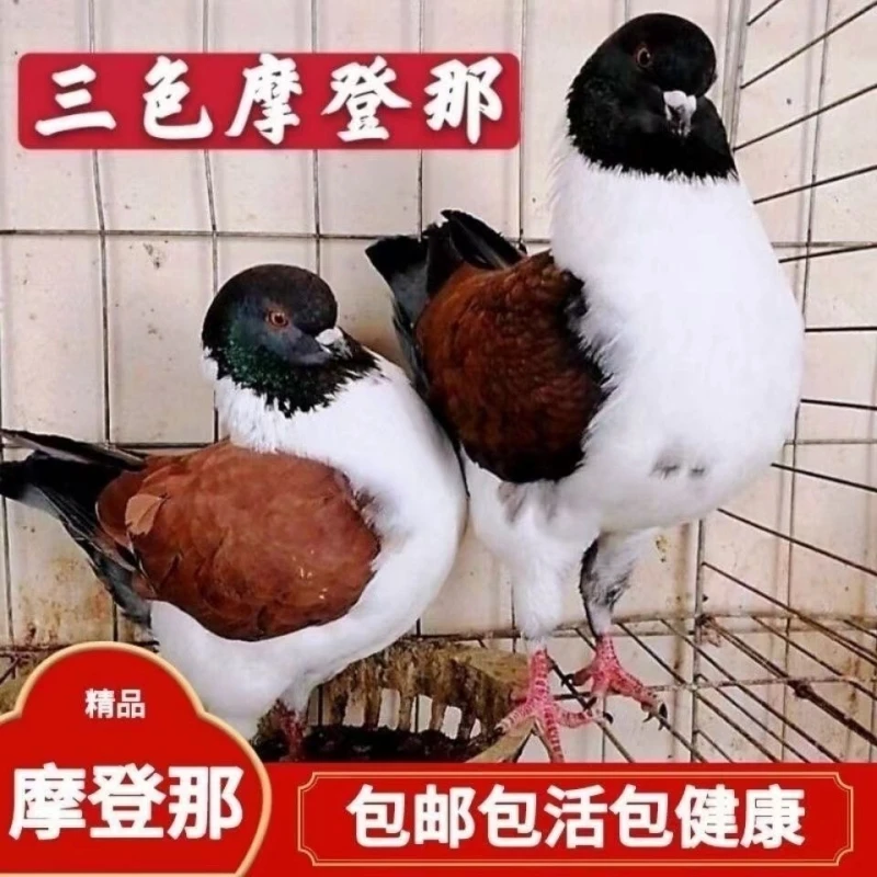 活体摩登那鸽子观赏鸽肉鸽三色摩登那种鸽散养宠物鸽摩登种鸽一对