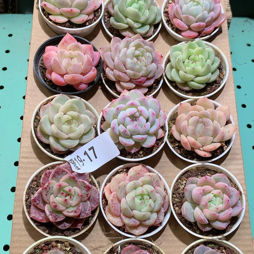 19-17一物一拍带盆18颗。